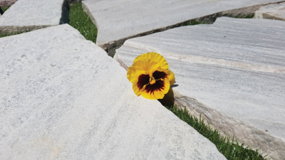 Polygonalplatten  Anden White - B